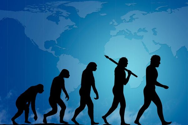 Human evolution