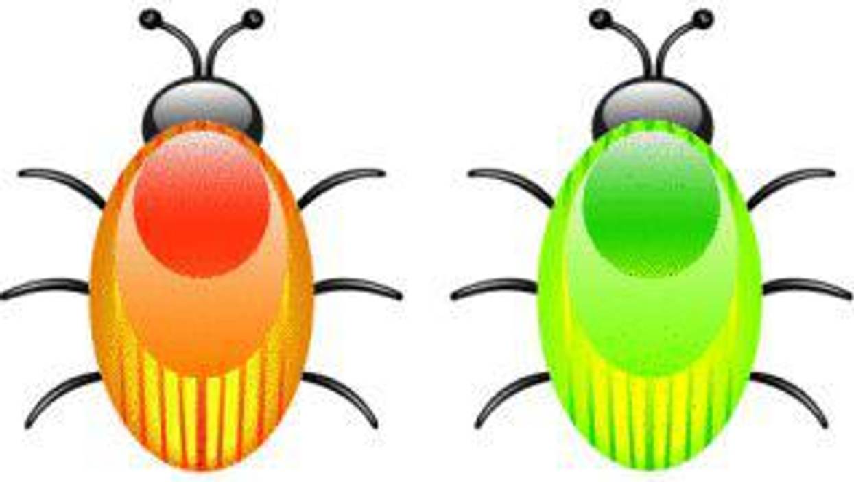 Bedbugs and Your Health