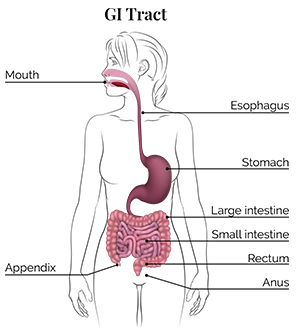 illustration of GI tract