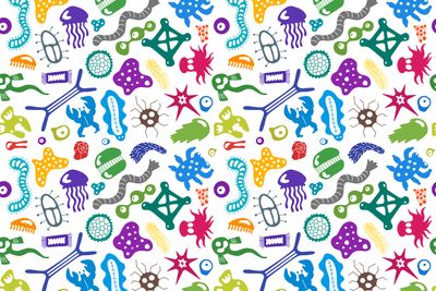 The Wonderful World of Your Microbiome