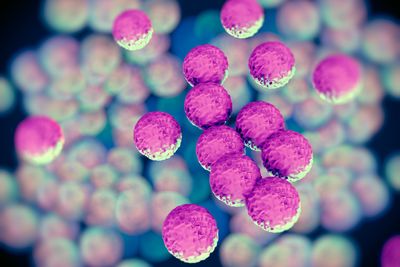 MRSA bacteria or superbug bacteria that has Antimicrobial Resistance