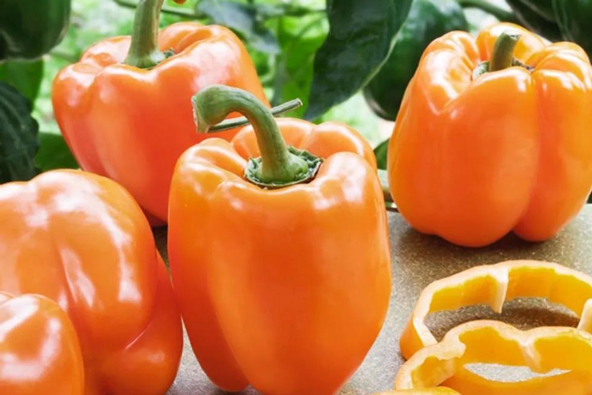 5 Reasons Why You Should Reap the Rewards of Gardening