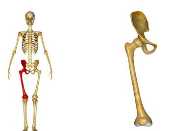 skeleton and hip bone