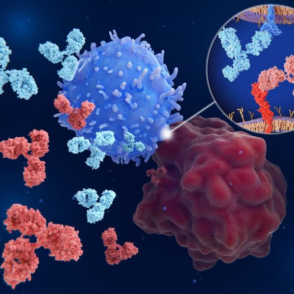 Immune checkpoints are regulators of the immune system