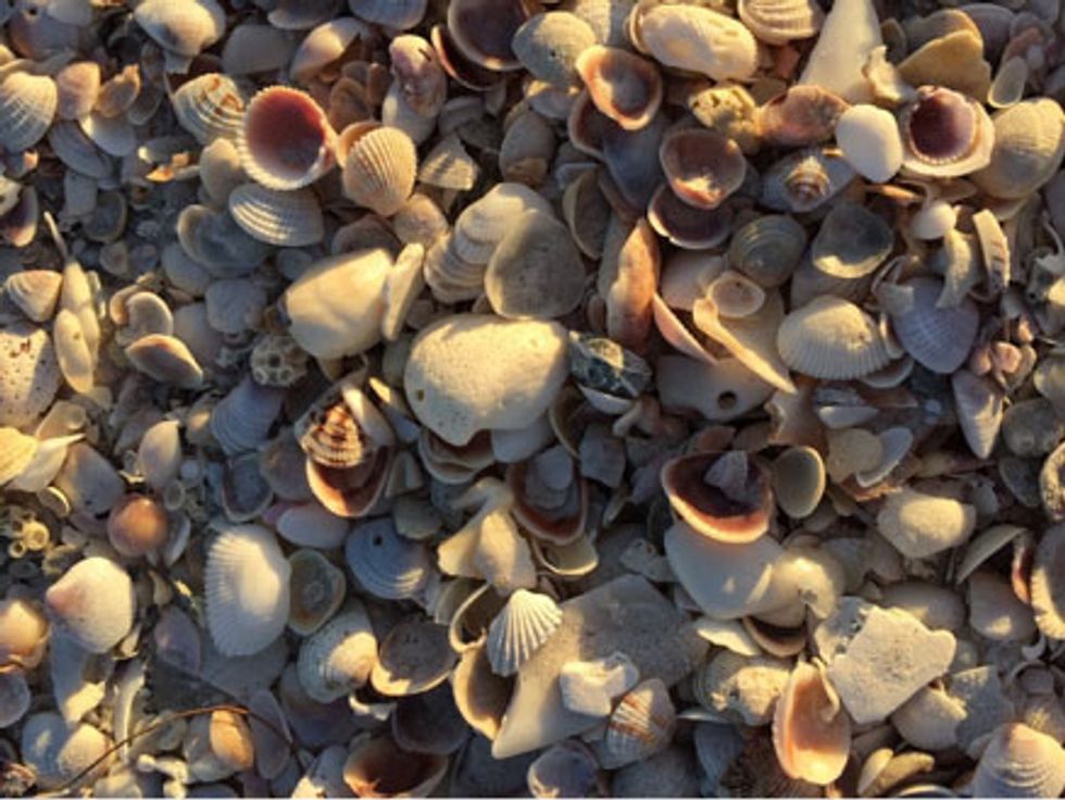 It was fun to hunt for Sun Coast shells.