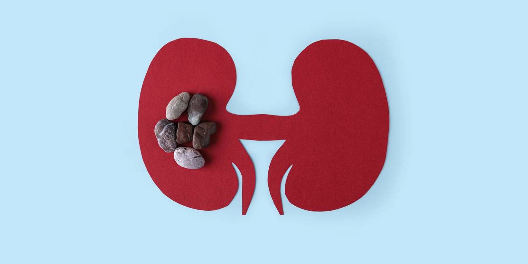 Kidney - human internal organs from paper on blue background
