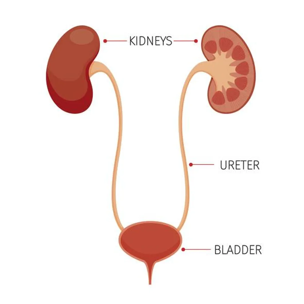 Kidneys And Bladder