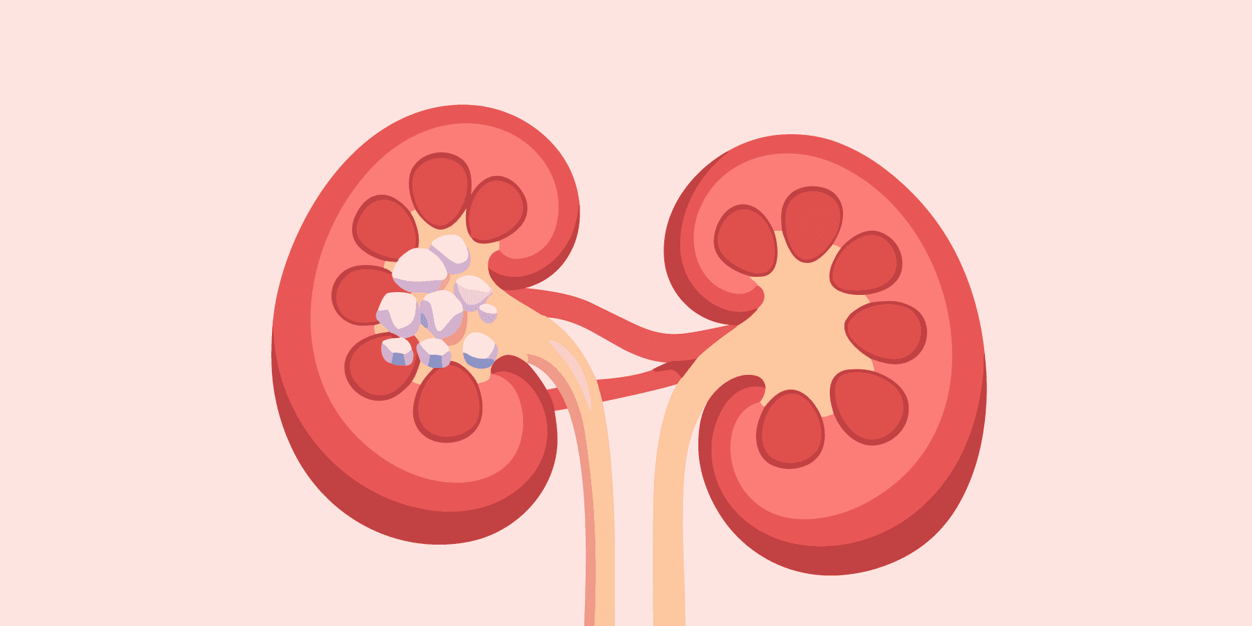 kidneys