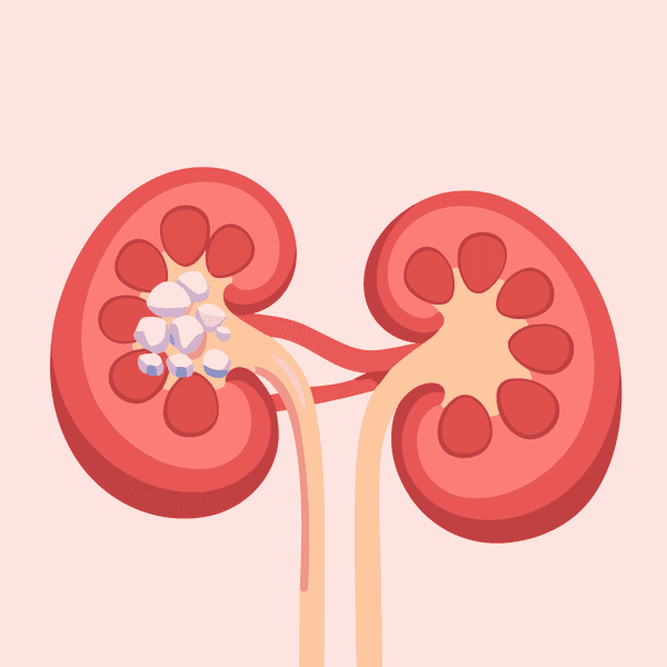 kidneys