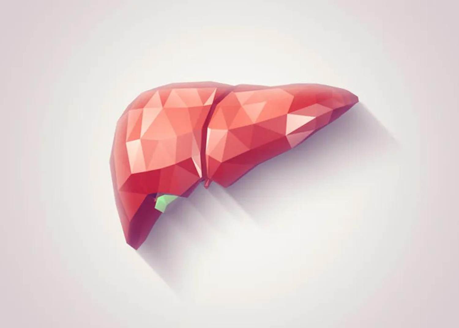 About the Liver