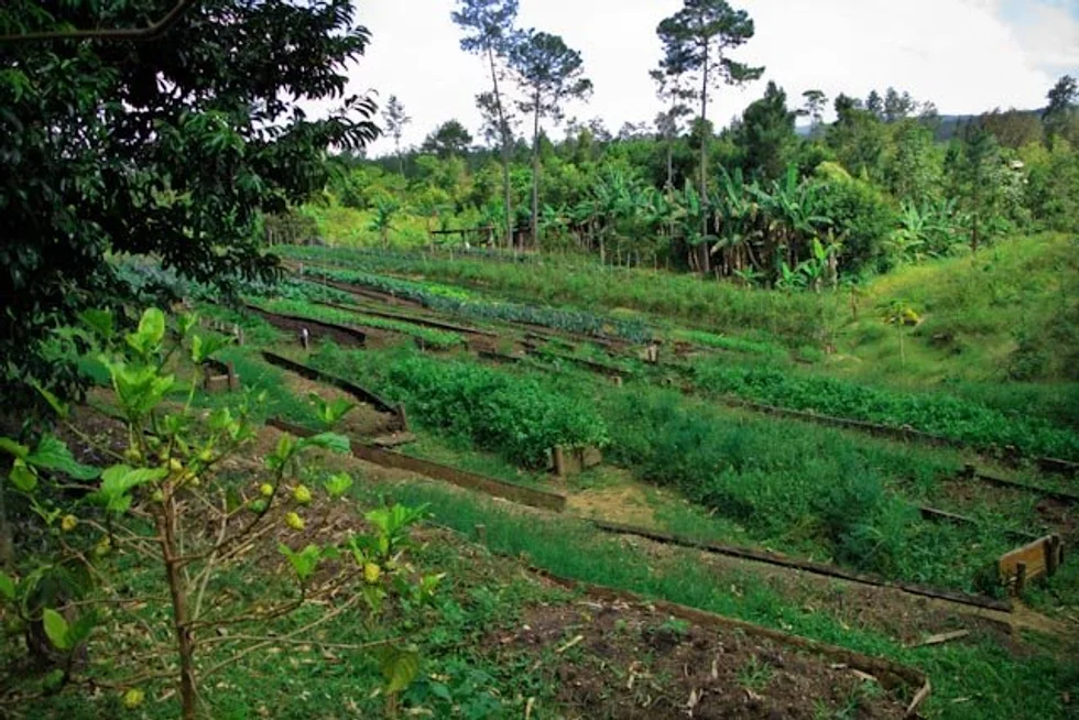 local garden