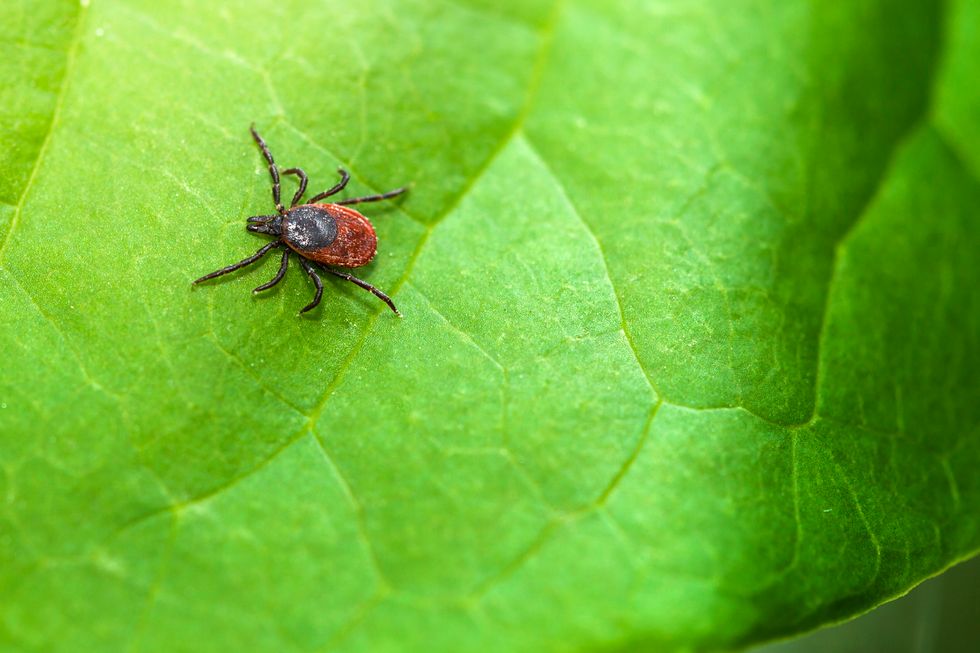 Lyme Disease Symptoms Could Be Mistaken for COVID-19, With Serious Consequences