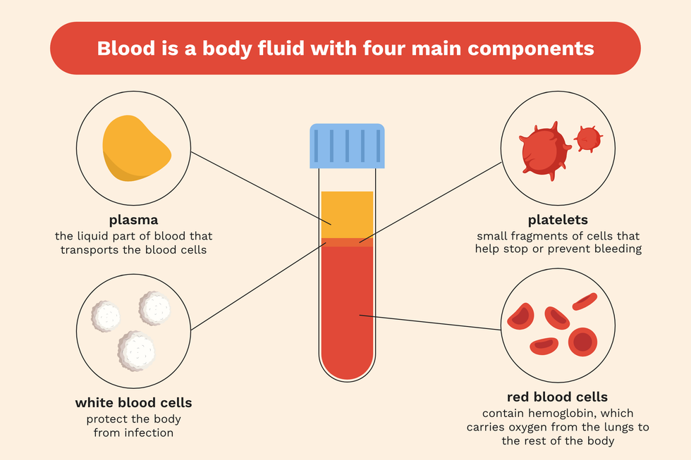 main components of blood