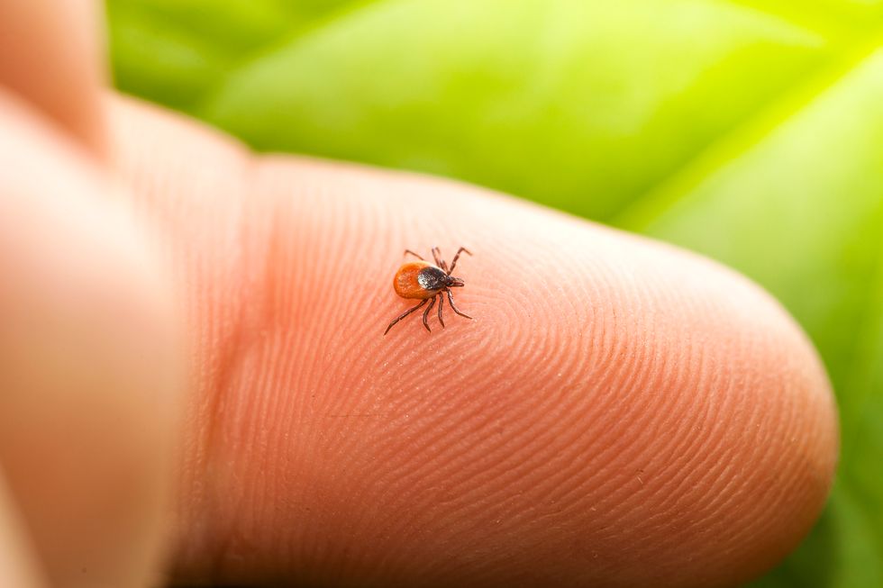 Many Americans Unaware of This Year's Heavy Tick Season