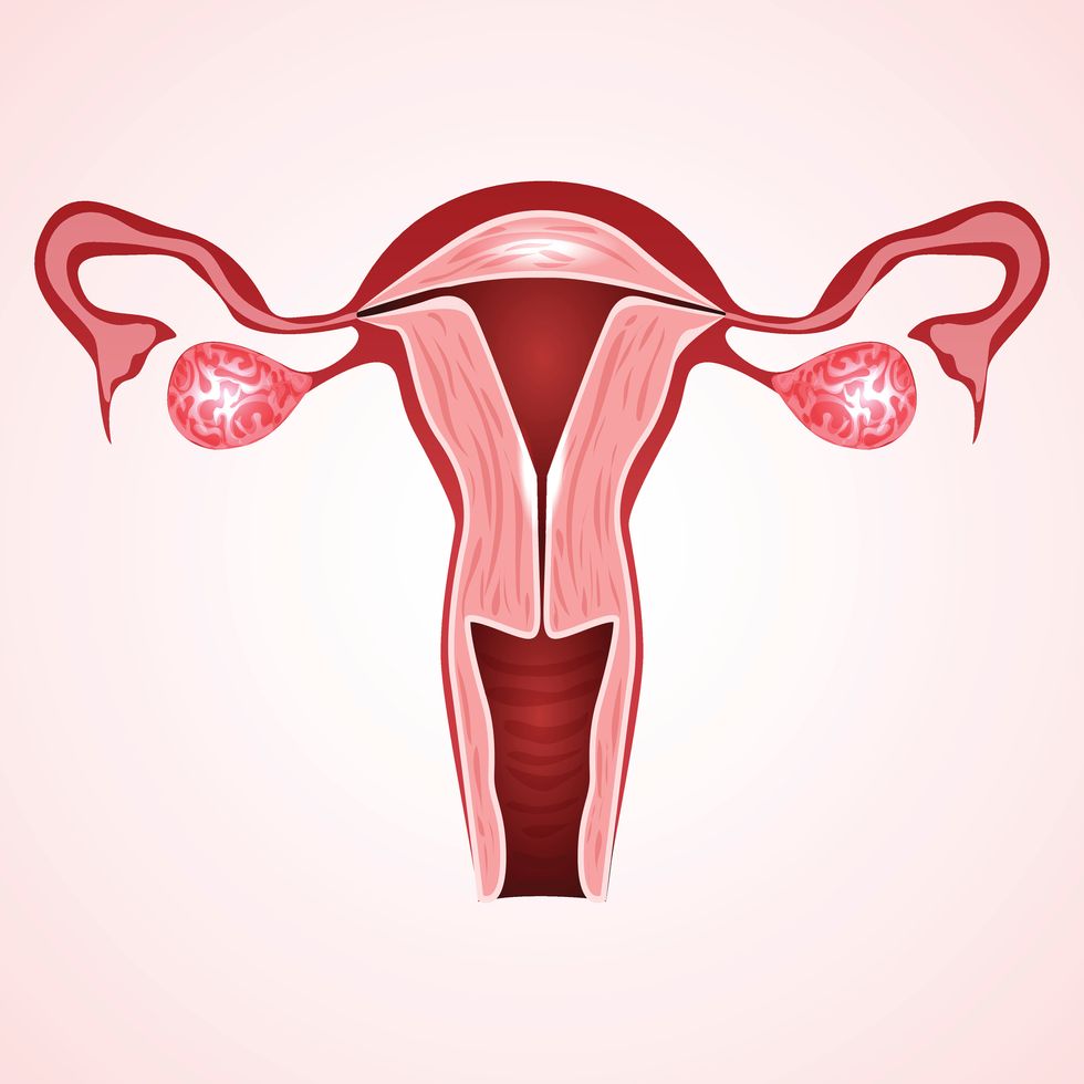 menstral cycle
