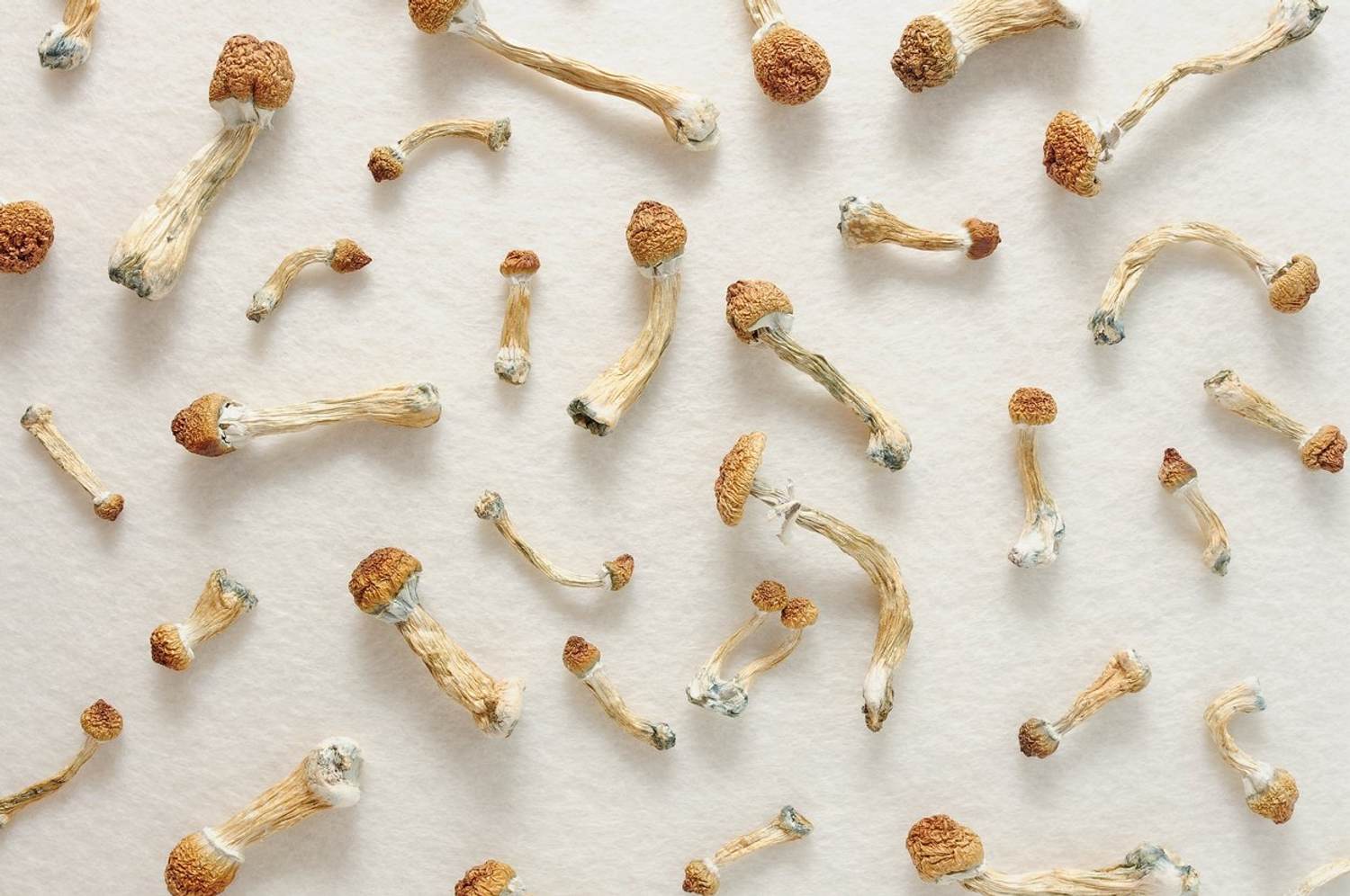 Microdosing Mushrooms — Magic or Meaningless?