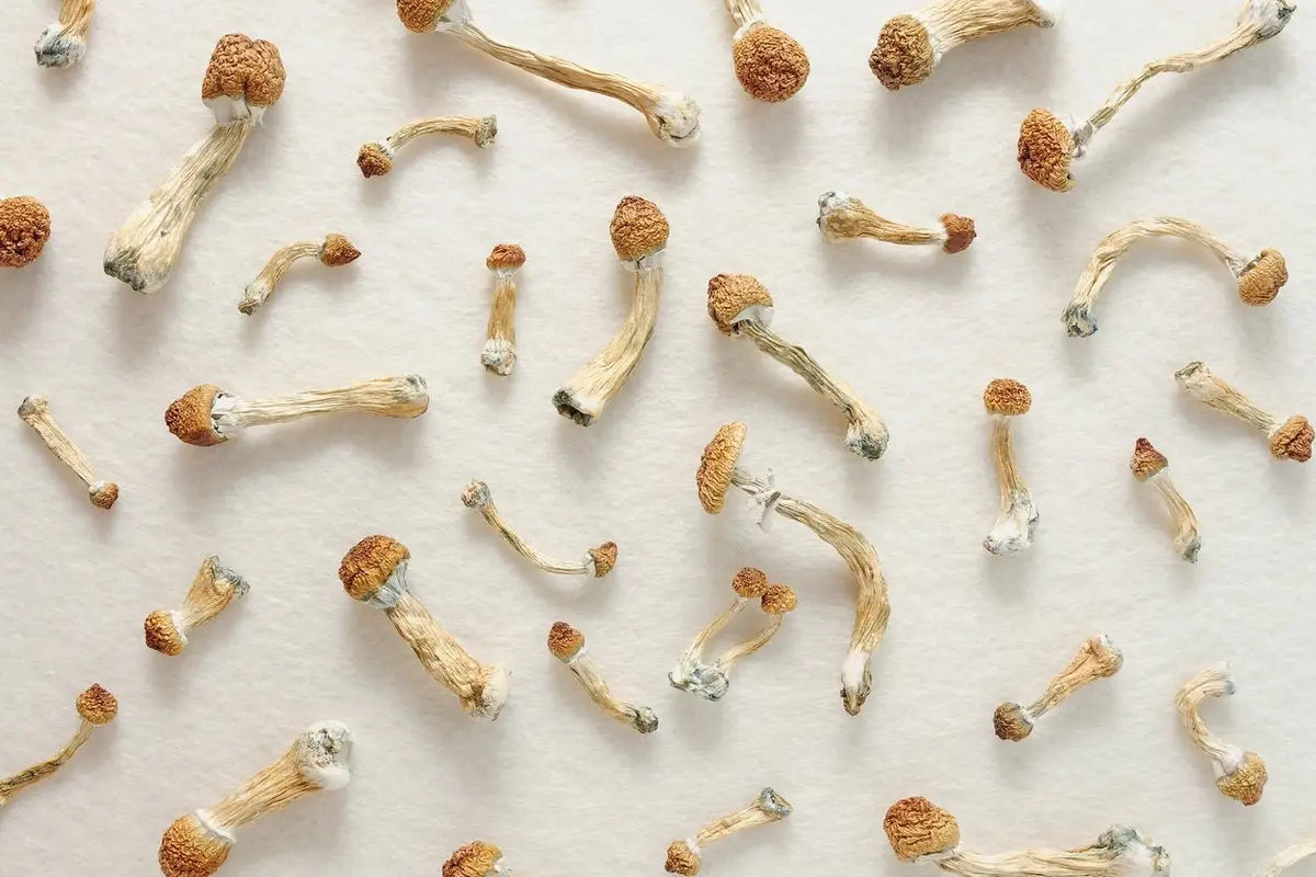 Micro-dosing concept. Psilocybin mushrooms isolated on ivory background