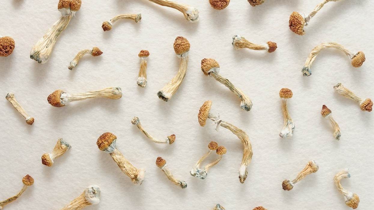 Microdosing Mushrooms — Magic or Meaningless?
