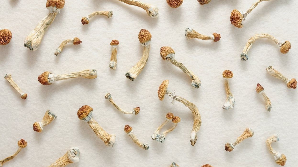 Micro-dosing concept. Psilocybin mushrooms isolated on ivory background