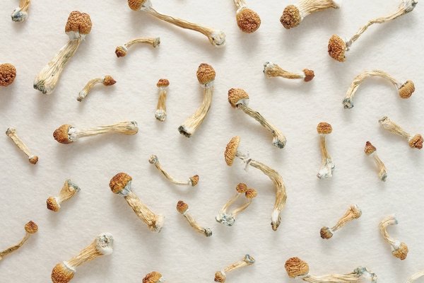 Micro-dosing concept. Psilocybin mushrooms isolated on ivory background
