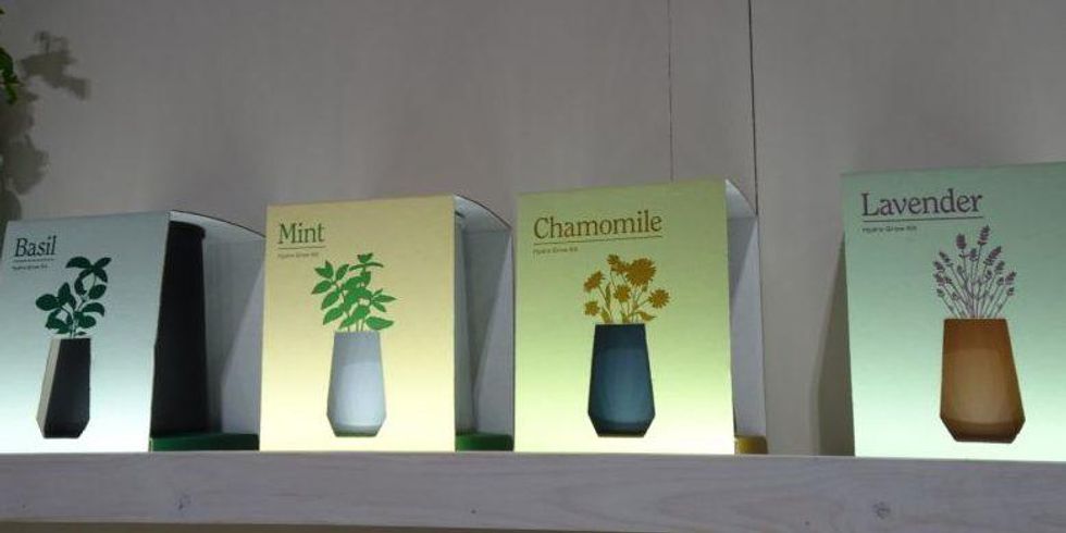 Modern Sprouts contemporary indoor herb plants.