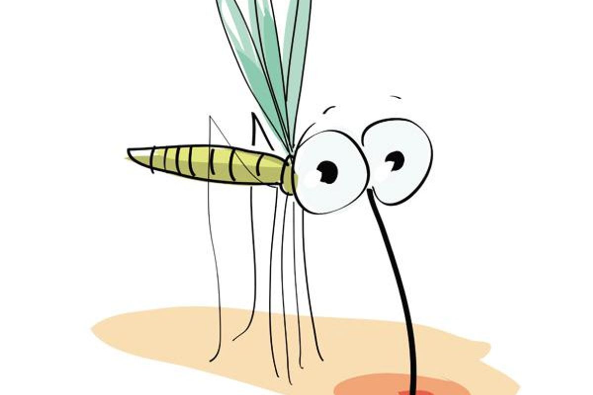 Mosquito sucking blood