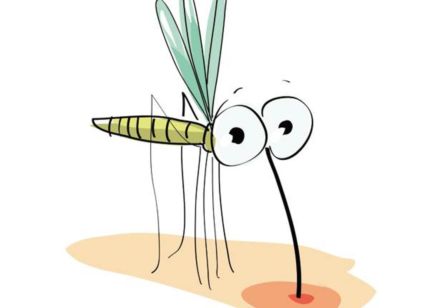 Q&A With a Mosquito