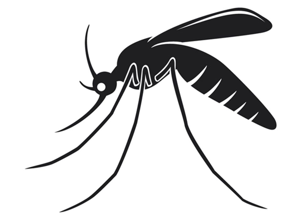 mosquito