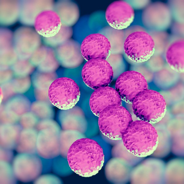 MRSA bacteria or superbug bacteria that has Antimicrobial Resistance