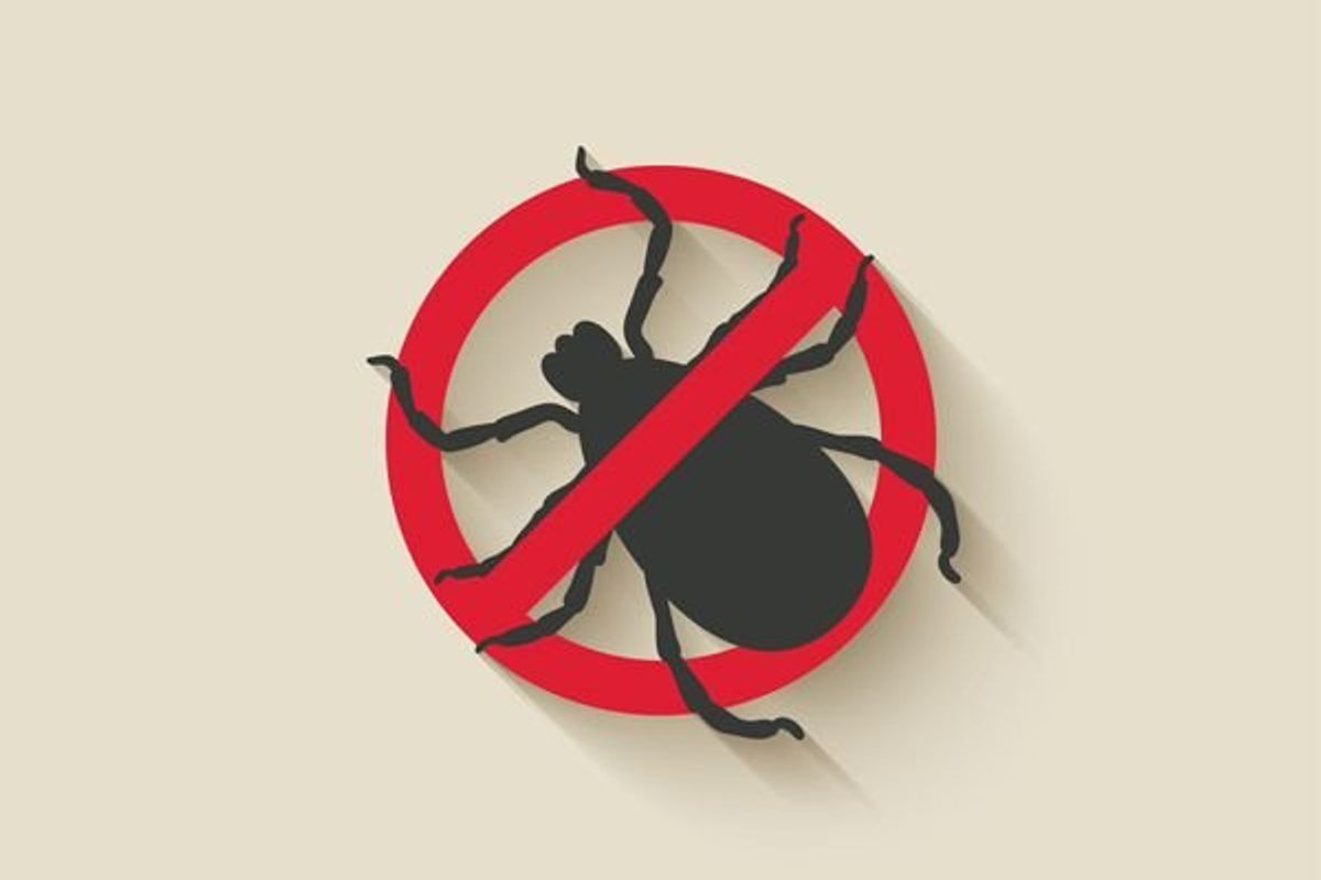 no bedbugs