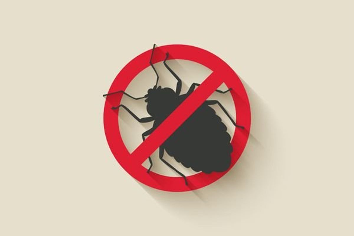 no to bugs