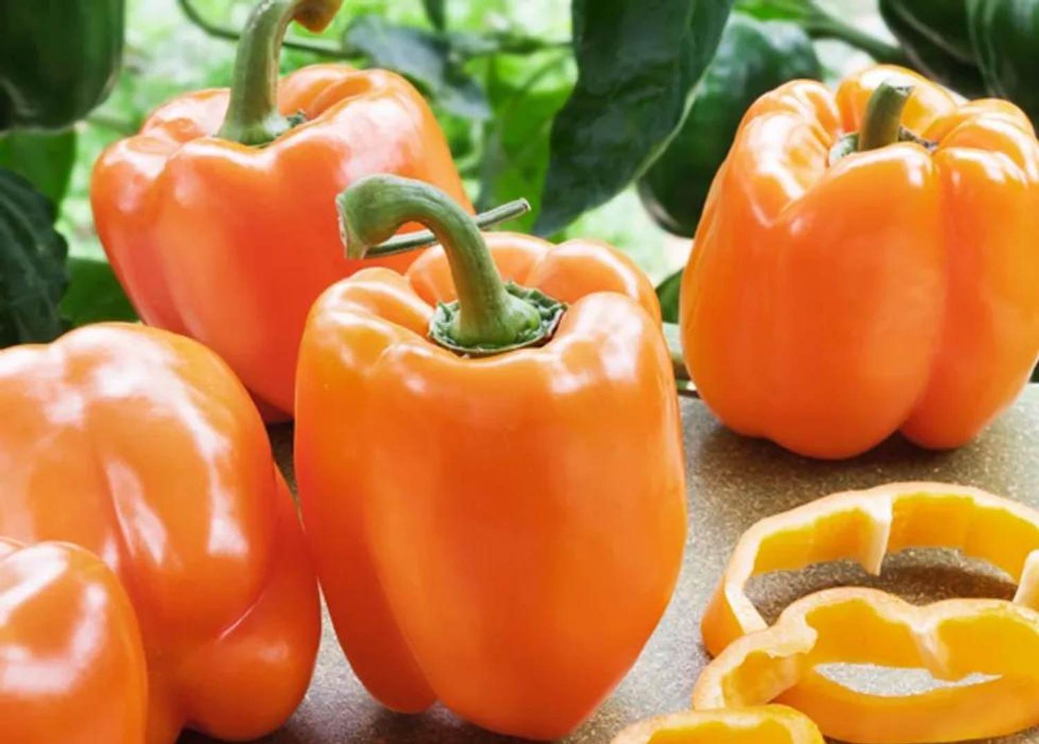5 Reasons Why You Should Reap the Rewards of Gardening