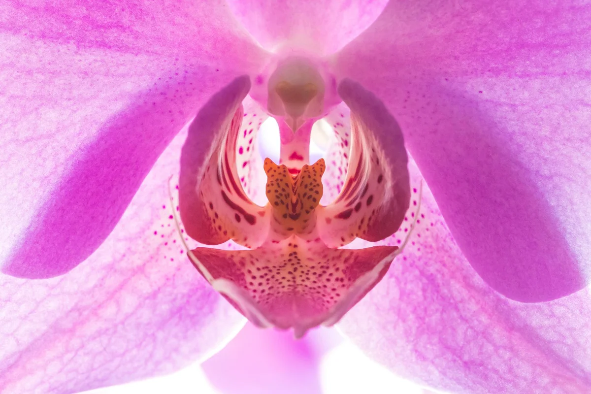 orchid flower with white background