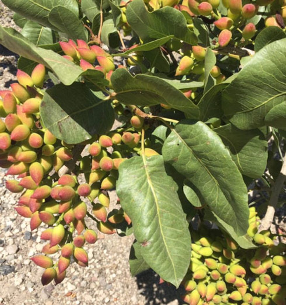 Pistachios grow on trees.
