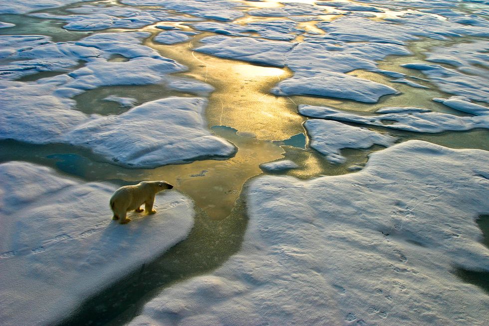 Polar bear on a wide surface of ice in the russian arctic