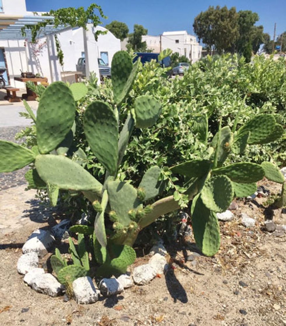 Prickly pear cactus grow on the family-owned farm in Santorini.