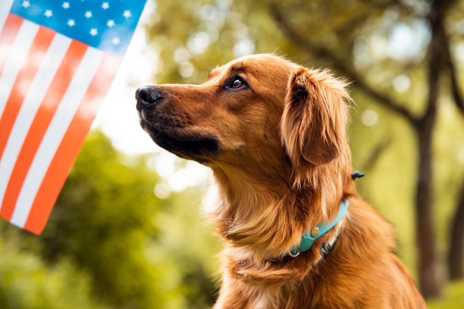 Service Dogs Can Help Veterans With PTSD – Growing Evidence Shows They May Reduce Anxiety in Practical Ways