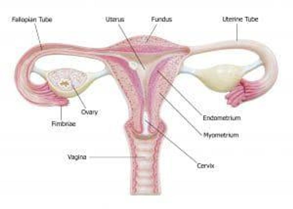 reproductive anatomy