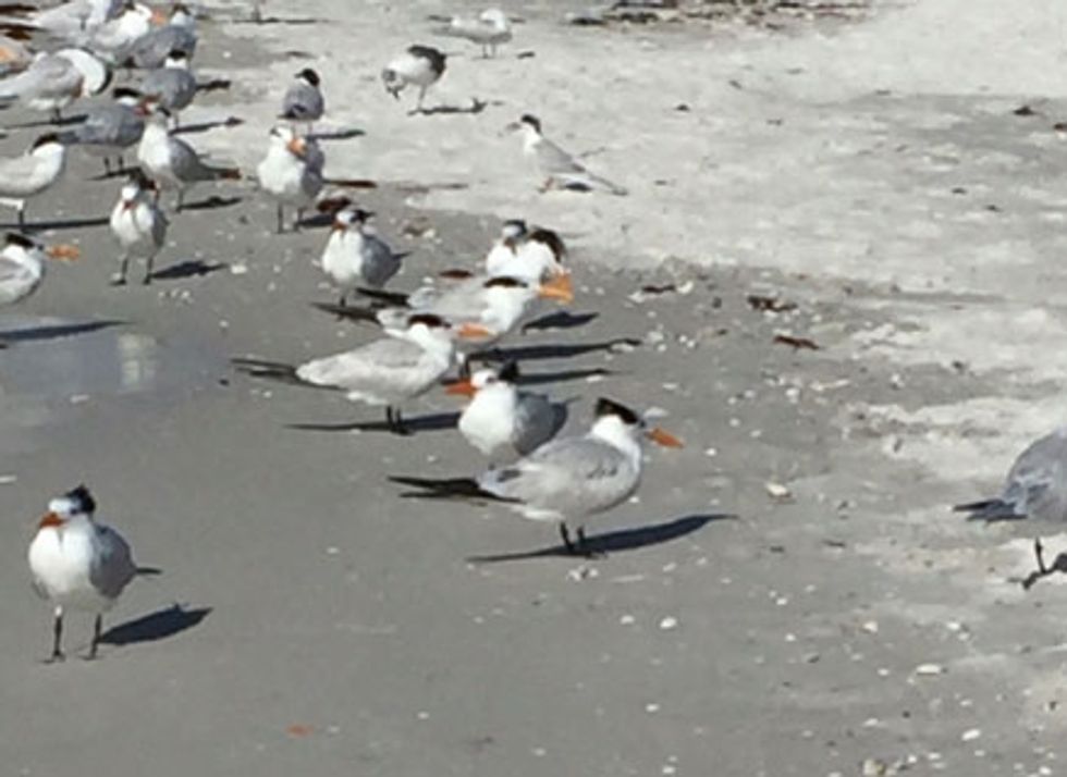 Royal tern birds are common on the Gulf Coast of Florida.