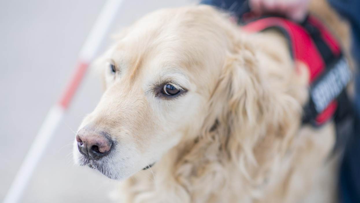 Service Dogs: How Can These Furry Companions Help?