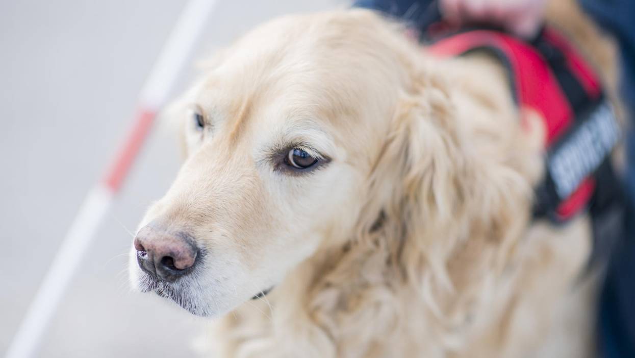 Service Dog