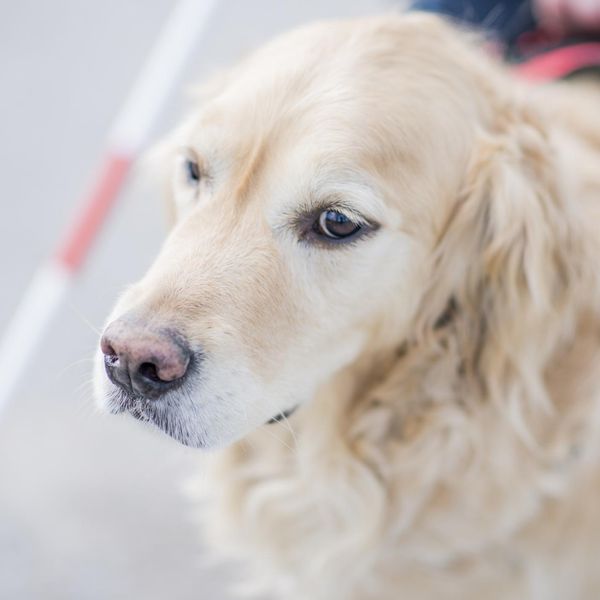Service Dog