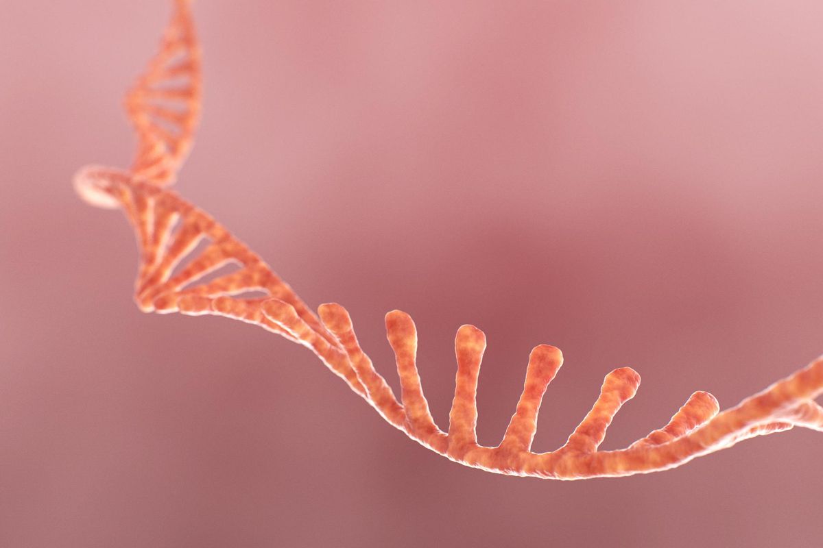 Single strand ribonucleic acid, RNA