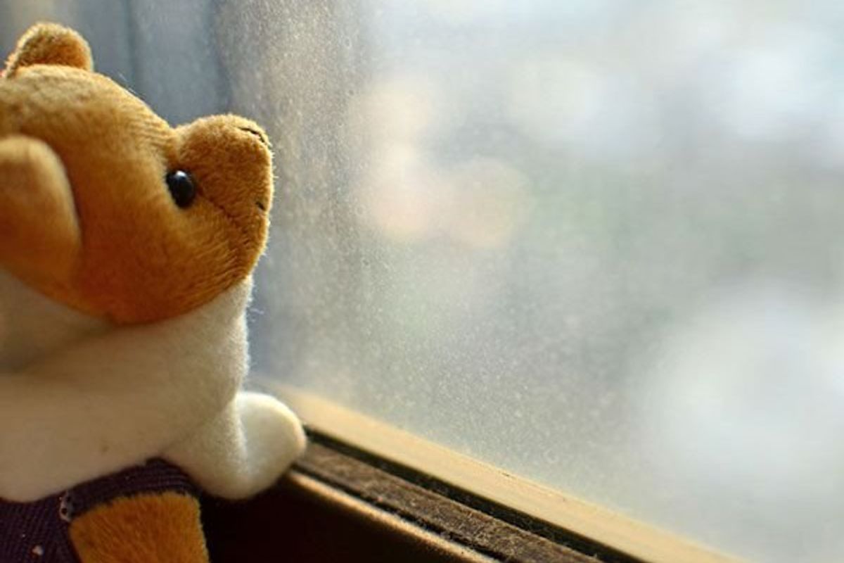 stuffed animal posed looking out a rainy window