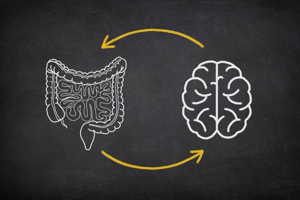 The Brain And Digestive System