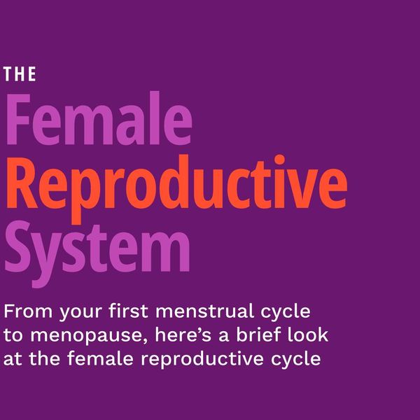 The Female Reproductive System