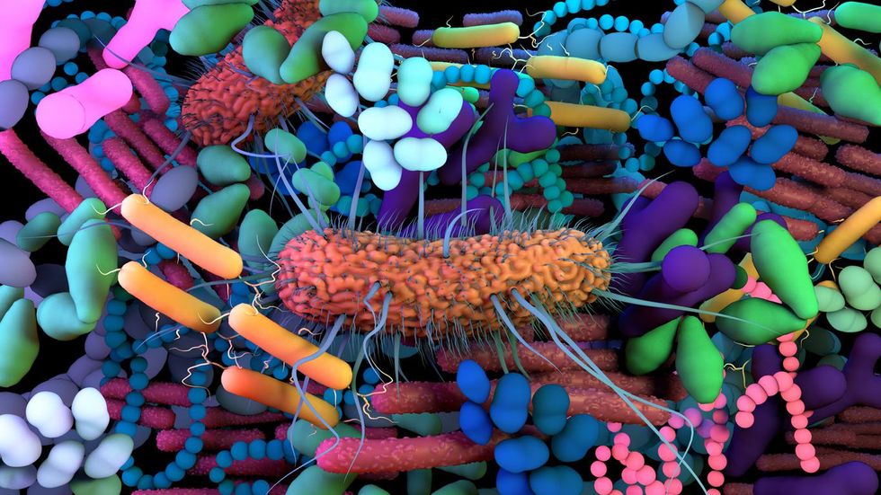 When It Comes to Your Microbiome, More Germs Are Better