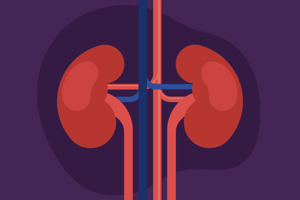 The Power of the Kidneys infographic
