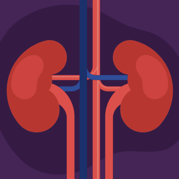 The Power of the Kidneys infographic