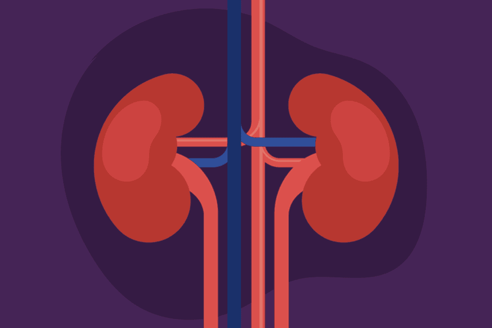 the power of the kidneys infographic